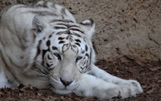 Weißer Tiger_3.jpg